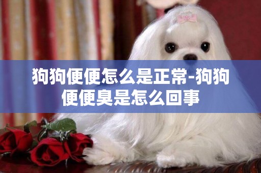 狗狗便便怎么是正常-狗狗便便臭是怎么回事
