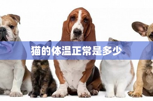 貓的體溫正常是多少