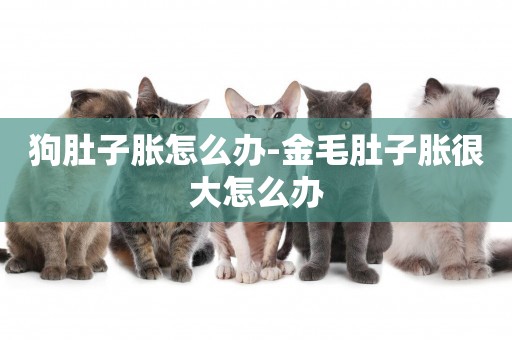 狗肚子脹怎么辦-金毛肚子脹很大怎么辦