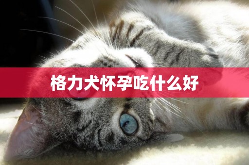 格力犬懷孕吃什么好