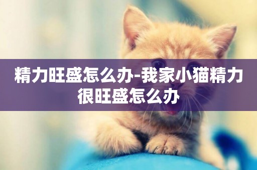 精力旺盛怎么辦-我家小貓精力很旺盛怎么辦
