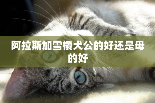 阿拉斯加雪橇犬公的好還是母的好