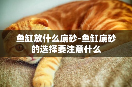 魚缸放什么底砂-魚缸底砂的選擇要注意什么