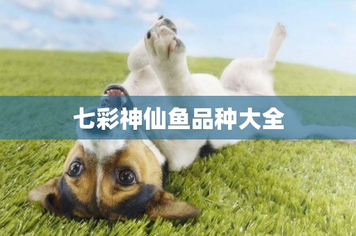 七彩神仙魚品種大全