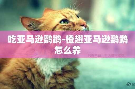 吃亞馬遜鸚鵡-橙翅亞馬遜鸚鵡怎么養