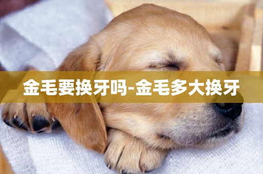 金毛要換牙嗎-金毛多大換牙