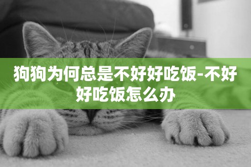 狗狗為何總是不好好吃飯-不好好吃飯怎么辦