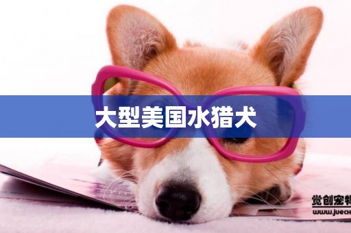 大型美國水獵犬