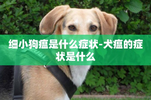 細小狗瘟是什么癥狀-犬瘟的癥狀是什么