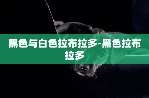 黑色與白色拉布拉多-黑色拉布拉多
