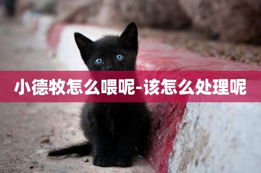 小德牧怎么喂呢-該怎么處理呢