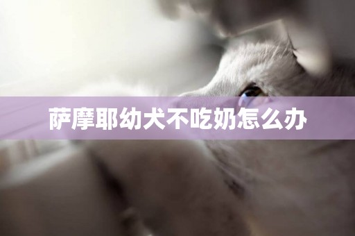 薩摩耶幼犬不吃奶怎么辦
