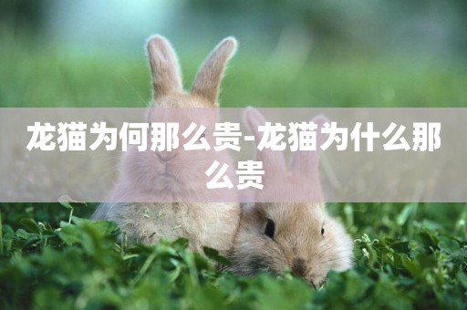 龍貓為何那么貴-龍貓為什么那么貴