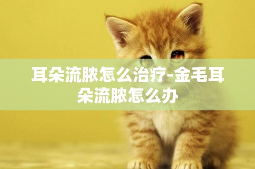 耳朵流膿怎么治療-金毛耳朵流膿怎么辦