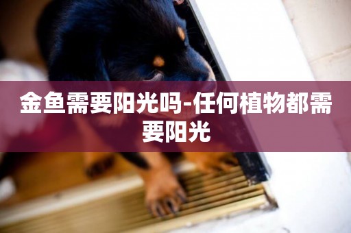 金魚需要陽光嗎-任何植物都需要陽光