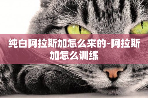 純白阿拉斯加怎么來的-阿拉斯加怎么訓練