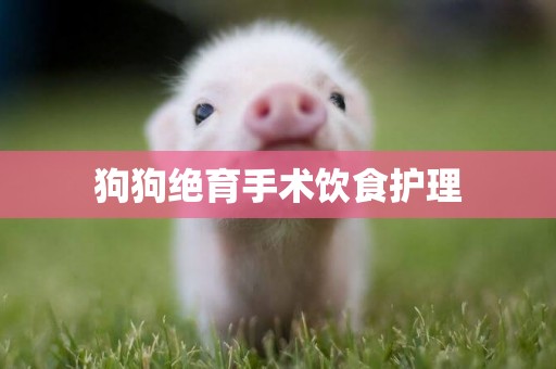 狗狗絕育手術飲食護理