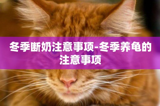冬季斷奶注意事項-冬季養龜的注意事項