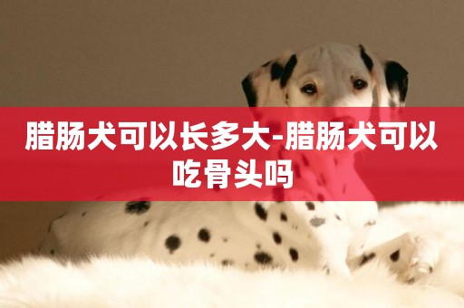 臘腸犬可以長多大-臘腸犬可以吃骨頭嗎