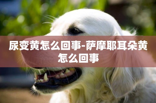 尿變黃怎么回事-薩摩耶耳朵黃怎么回事