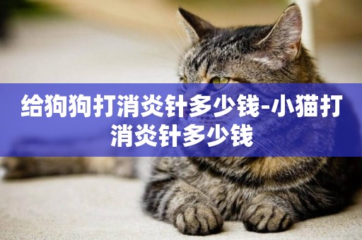 給狗狗打消炎針多少錢-小貓打消炎針多少錢