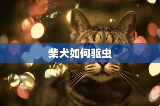 柴犬如何驅蟲
