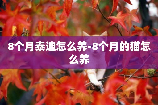 8個月泰迪怎么養-8個月的貓怎么養