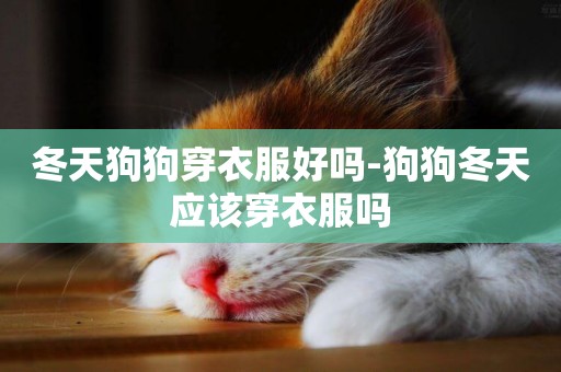 冬天狗狗穿衣服好嗎-狗狗冬天應該穿衣服嗎