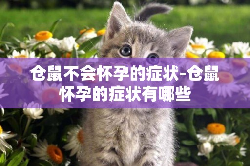 倉鼠不會懷孕的癥狀-倉鼠懷孕的癥狀有哪些