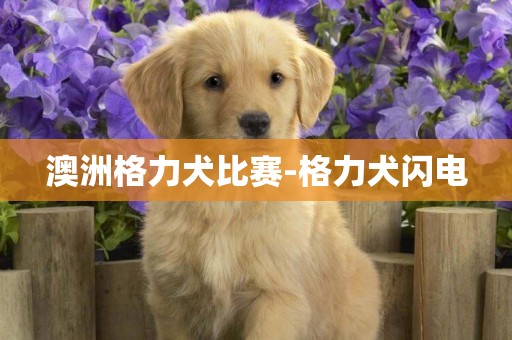 澳洲格力犬比賽-格力犬閃電