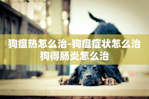 狗瘟熱怎么治-狗瘟癥狀怎么治狗得腸炎怎么治