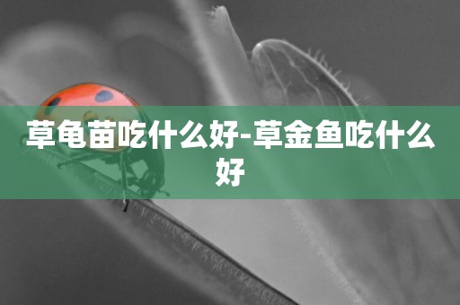 草龜苗吃什么好-草金魚吃什么好