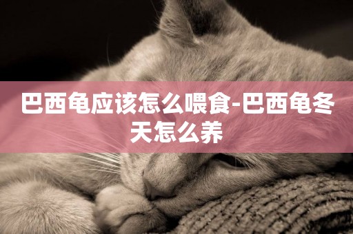巴西龜應該怎么喂食-巴西龜冬天怎么養