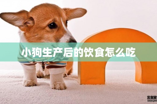 小狗生產后的飲食怎么吃