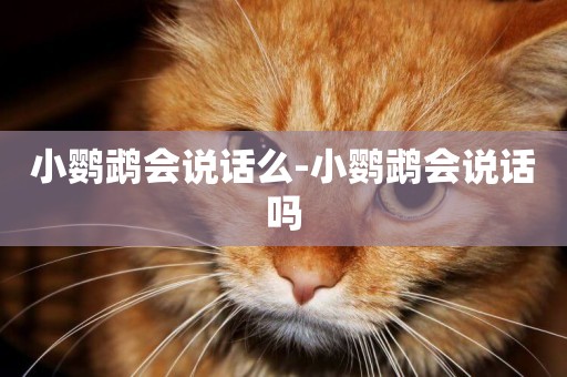小鸚鵡會說話么-小鸚鵡會說話嗎