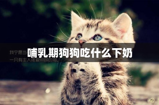哺乳期狗狗吃什么下奶