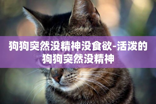 狗狗突然沒精神沒食欲-活潑的狗狗突然沒精神