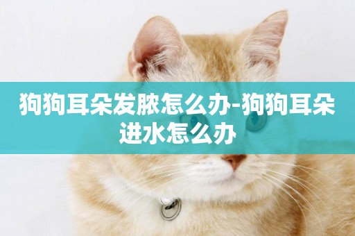 狗狗耳朵發膿怎么辦-狗狗耳朵進水怎么辦