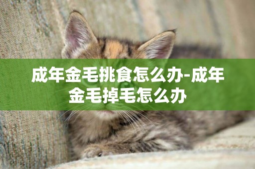 成年金毛挑食怎么辦-成年金毛掉毛怎么辦