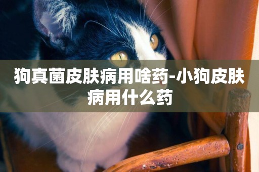 狗真菌皮膚病用啥藥-小狗皮膚病用什么藥