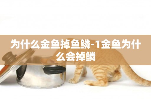 為什么金魚掉魚鱗-1金魚為什么會掉鱗