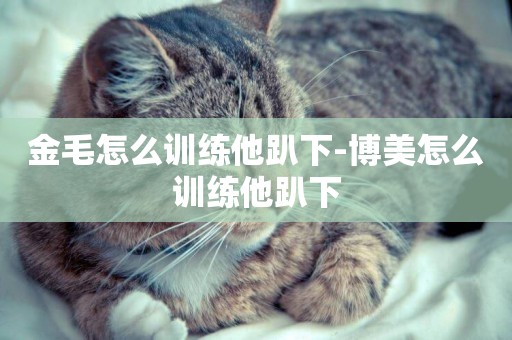 金毛怎么訓練他趴下-博美怎么訓練他趴下