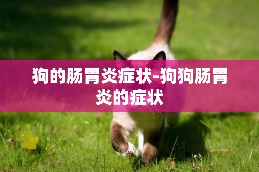 狗的腸胃炎癥狀-狗狗腸胃炎的癥狀