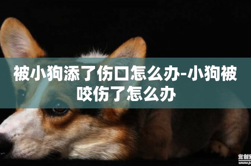 被小狗添了傷口怎么辦-小狗被咬傷了怎么辦