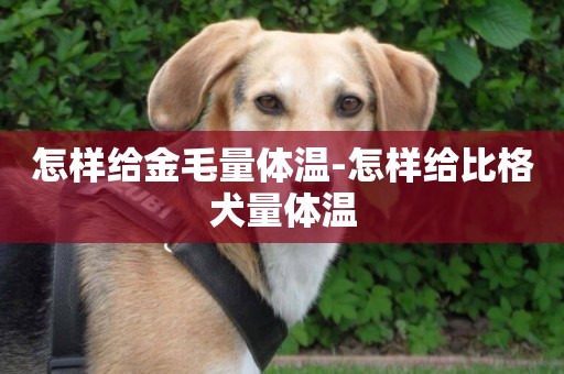 怎樣給金毛量體溫-怎樣給比格犬量體溫