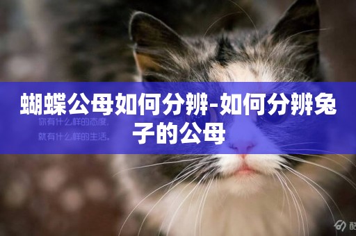 蝴蝶公母如何分辨-如何分辨兔子的公母