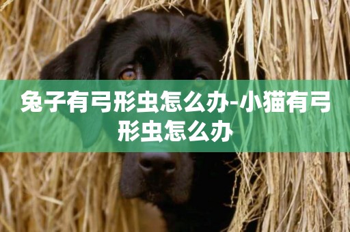 兔子有弓形蟲怎么辦-小貓有弓形蟲怎么辦