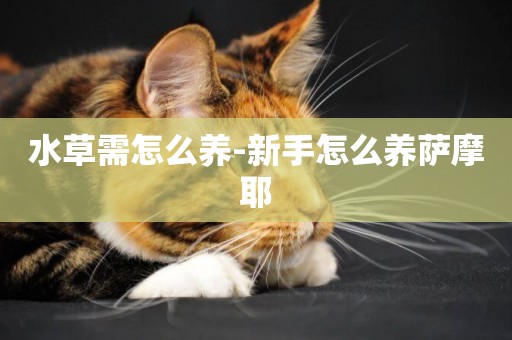 水草需怎么養-新手怎么養薩摩耶