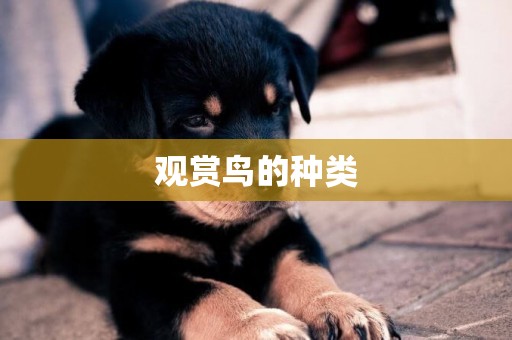 觀賞鳥的種類