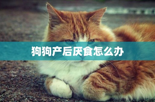 狗狗產后厭食怎么辦
